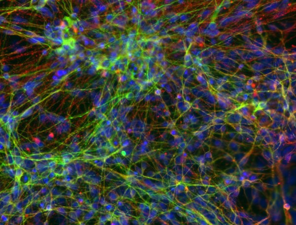 Human ES/iPS Neuronal Differentiation Medium | SCM111